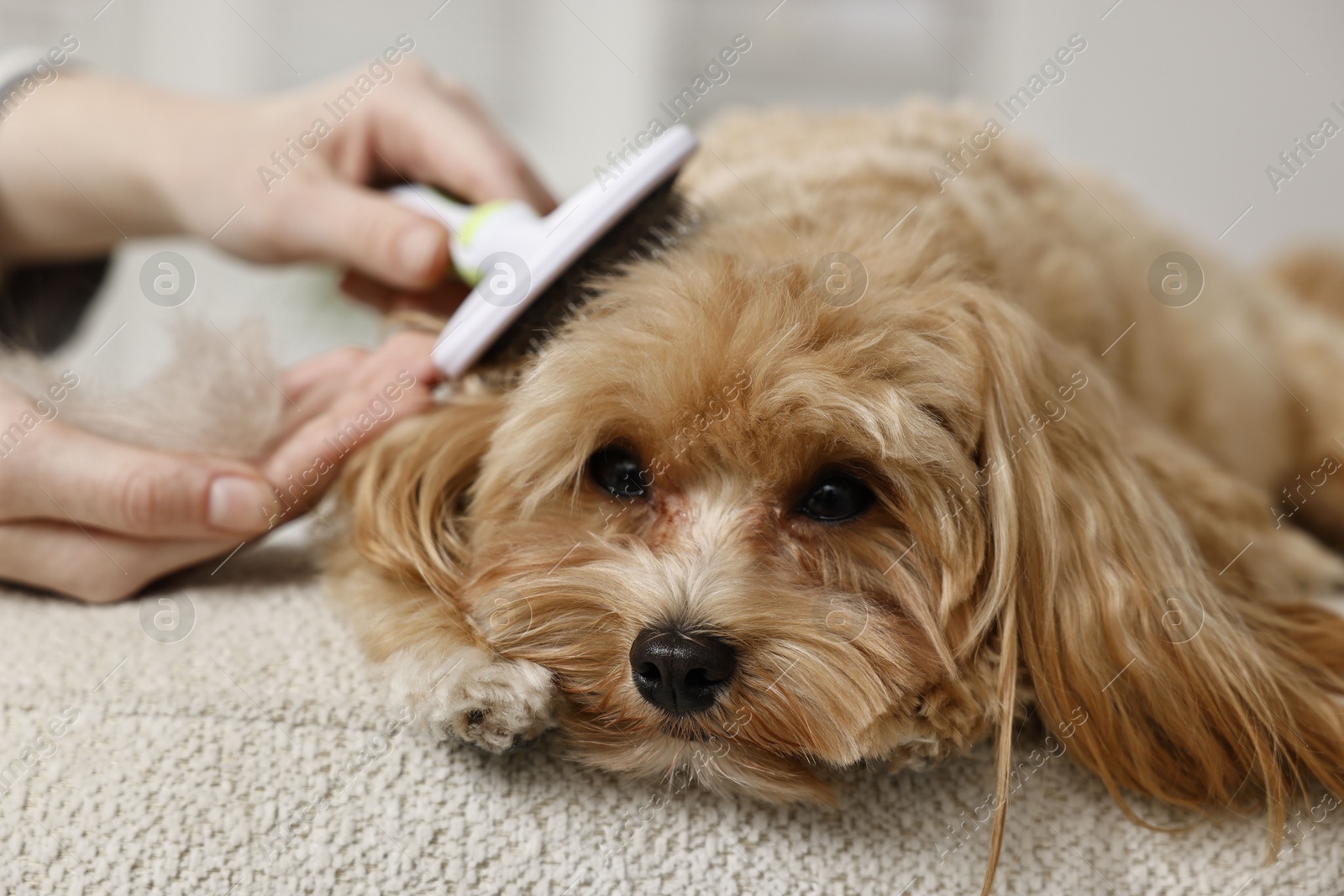 Photo of Woman brushing dog's hair at pouf indoors, closeup. Pet grooming