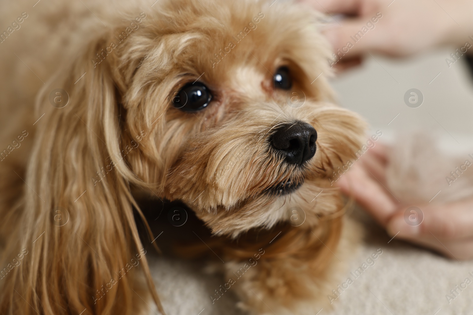 Photo of Cute dog with fluffy hair and her owner indoors, selective focus. Pet grooming