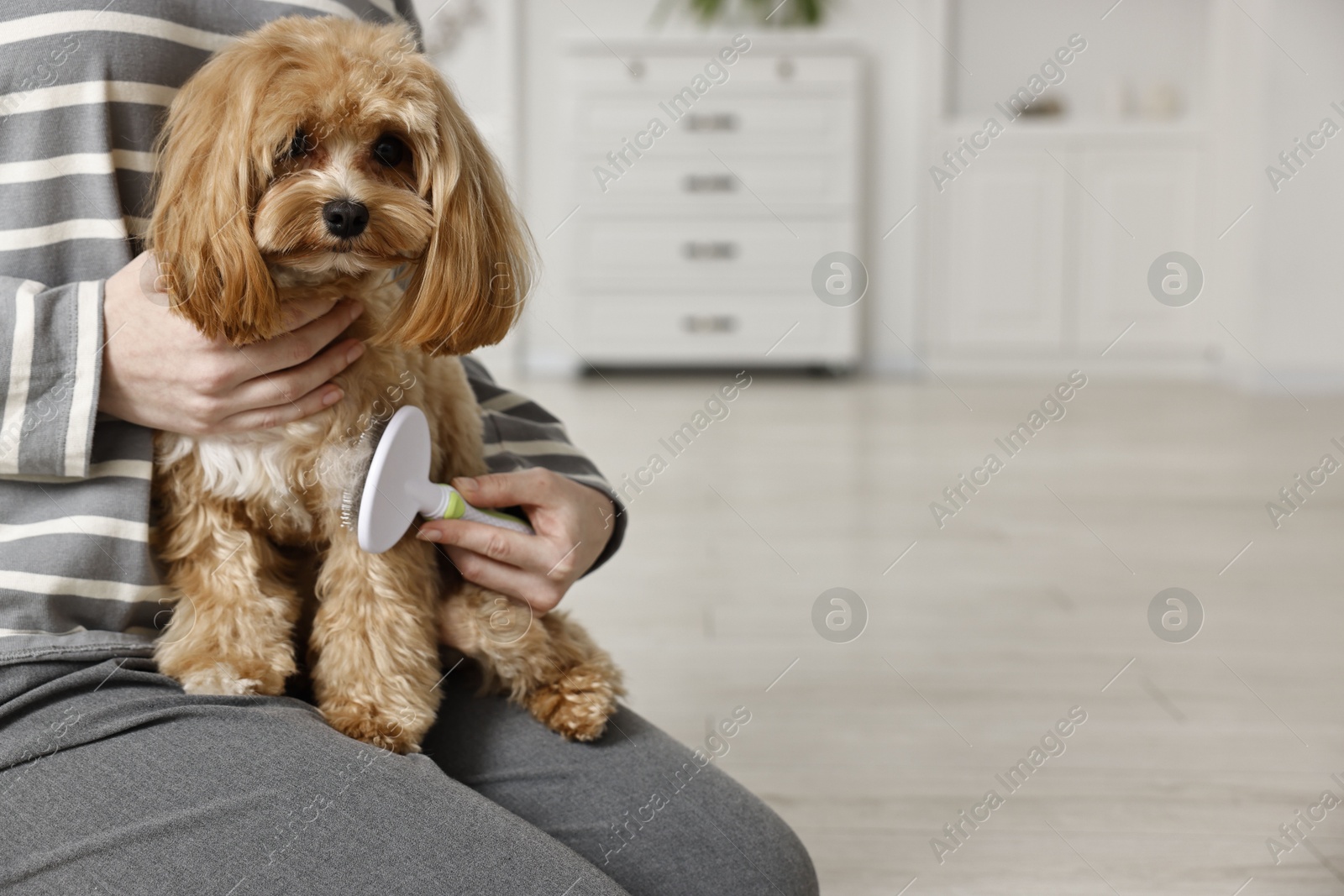 Photo of Woman brushing dog's hair indoors, closeup with space for text. Pet grooming