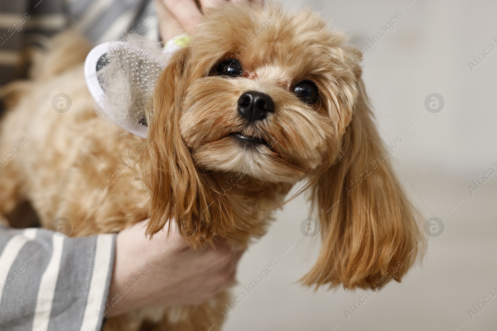 Photo of Woman brushing dog's hair against blurred background, closeup. Pet grooming