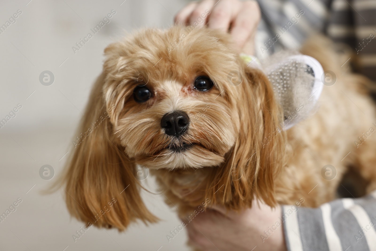 Photo of Woman brushing dog's hair against blurred background, closeup. Pet grooming