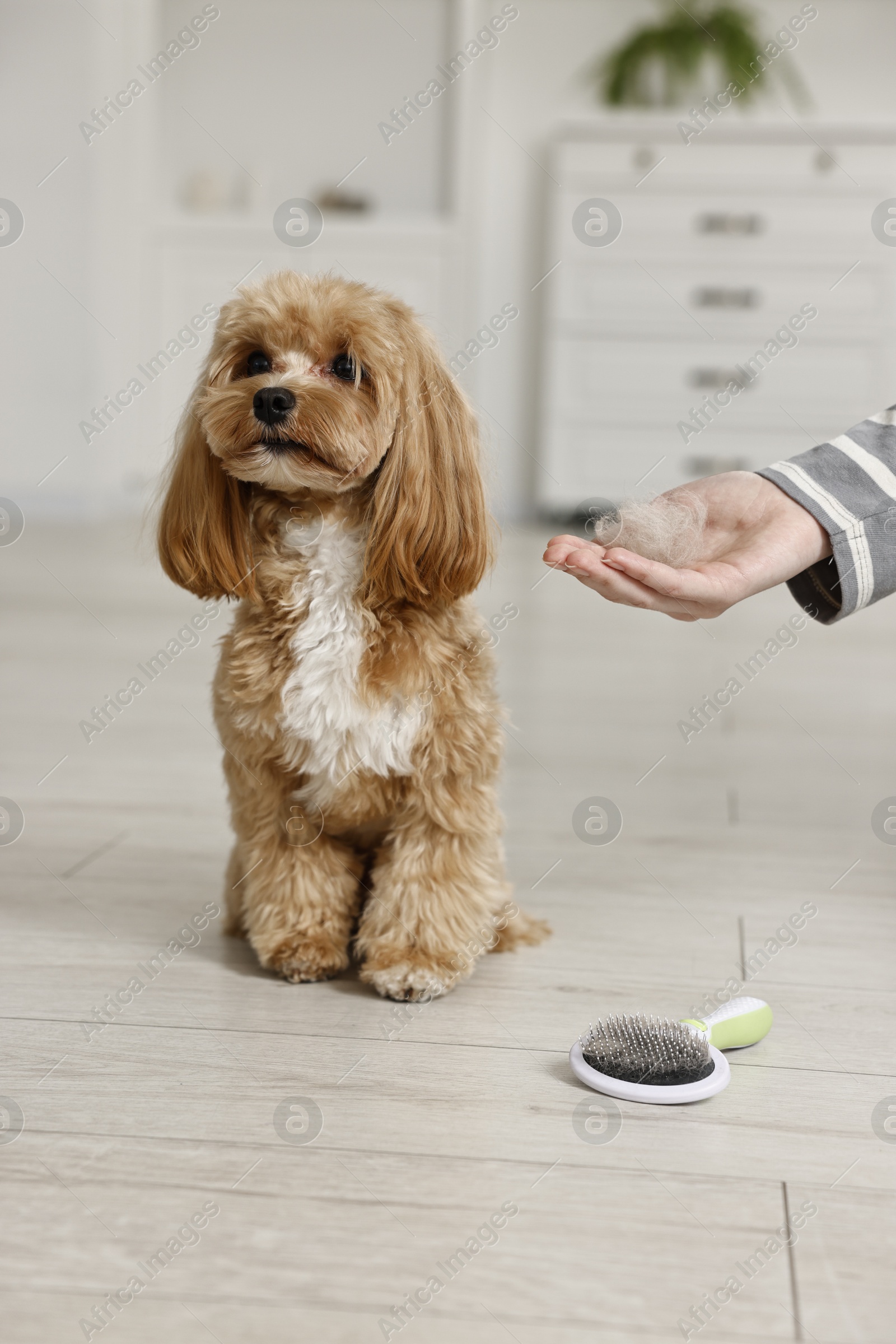 Photo of Woman showing pet's hair to cute dog indoors, closeup