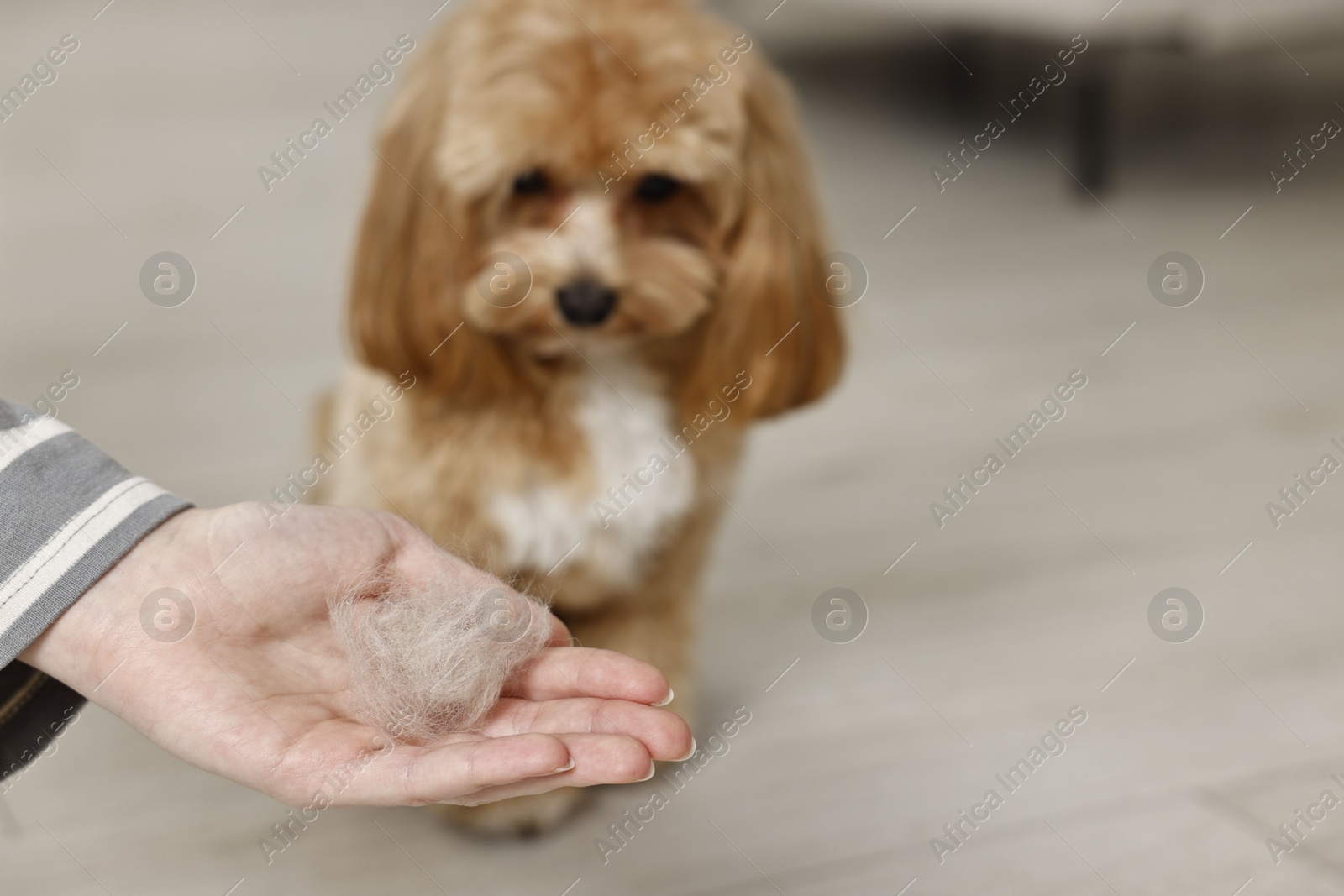 Photo of Woman with pet's hair and cute dog indoors, selective focus. Space for text