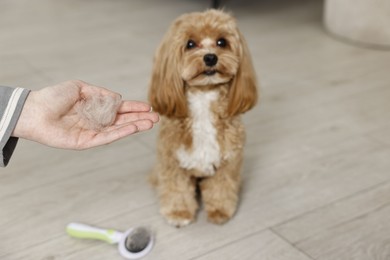 Photo of Woman with pet's hair, cute dog and brush indoors, selective focus