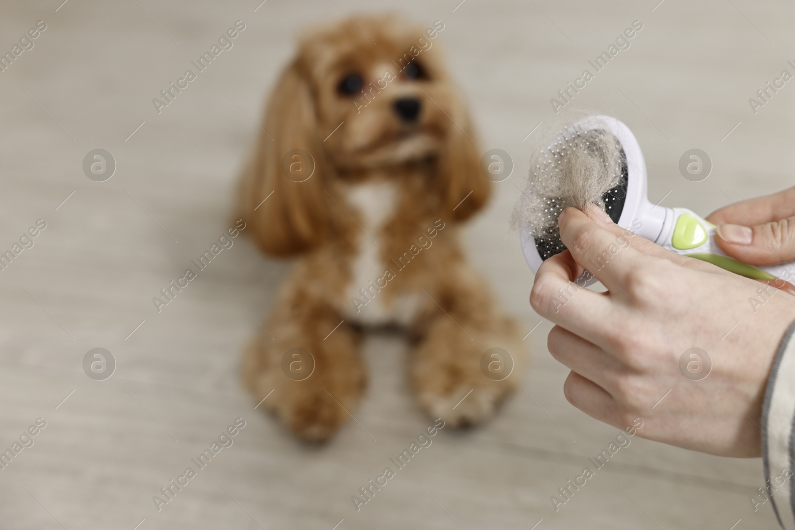 Photo of Woman taking off pet's hair from brush and cute dog indoors, selective focus