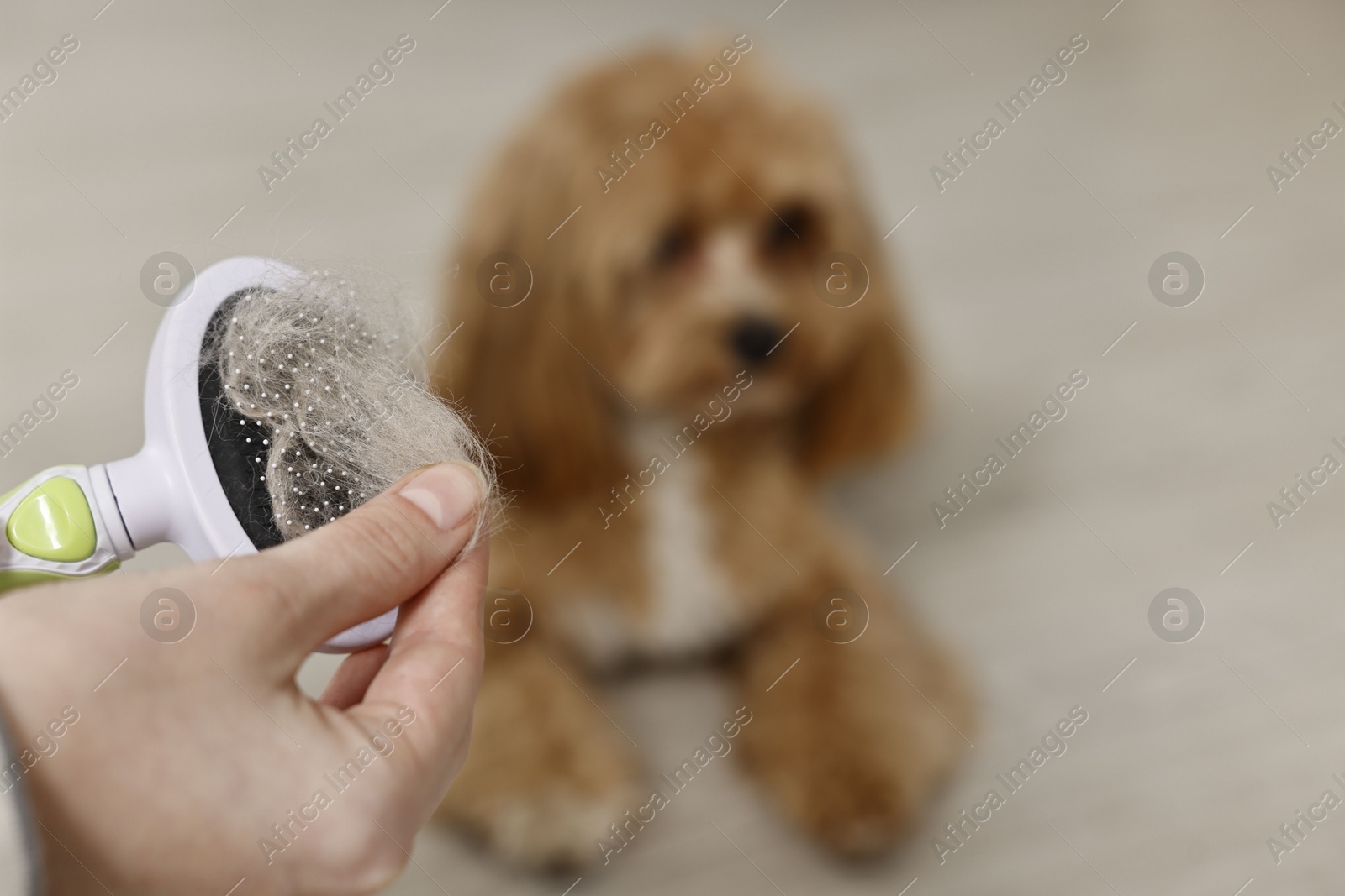 Photo of Woman taking off pet's hair from brush and cute dog indoors, selective focus