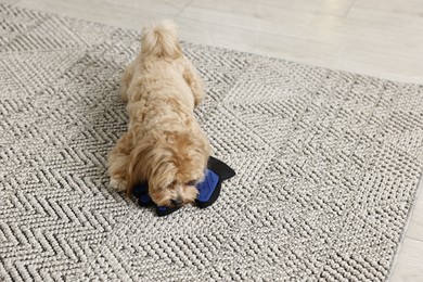 Photo of Cute dog and grooming glove for brushing pet's hair on floor indoors