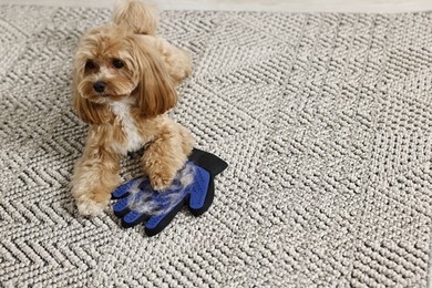 Photo of Cute dog and grooming glove with pet's hair on floor indoors. Space for text