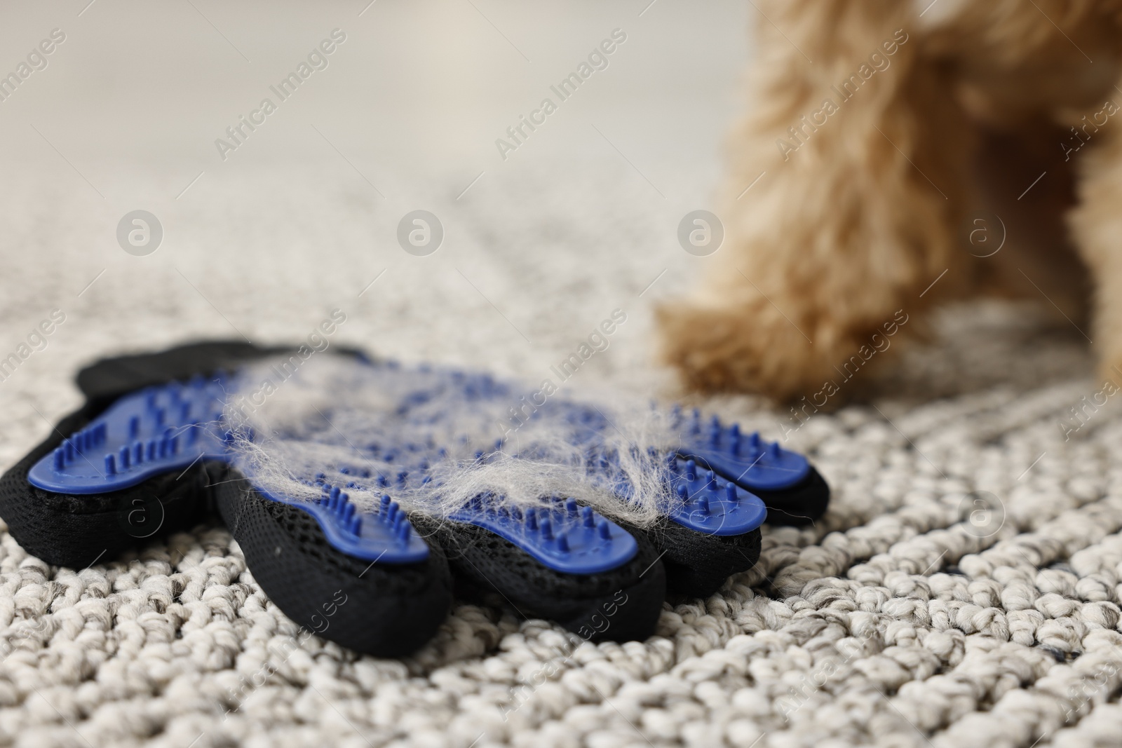 Photo of Grooming glove with pet's hair and dog on floor indoors, closeup