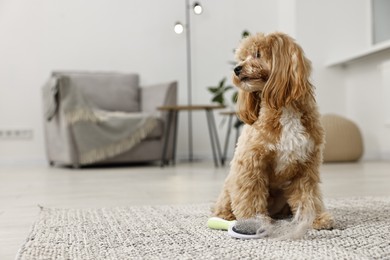 Photo of Cute dog and brush with pet's hair on floor indoors. Space for text