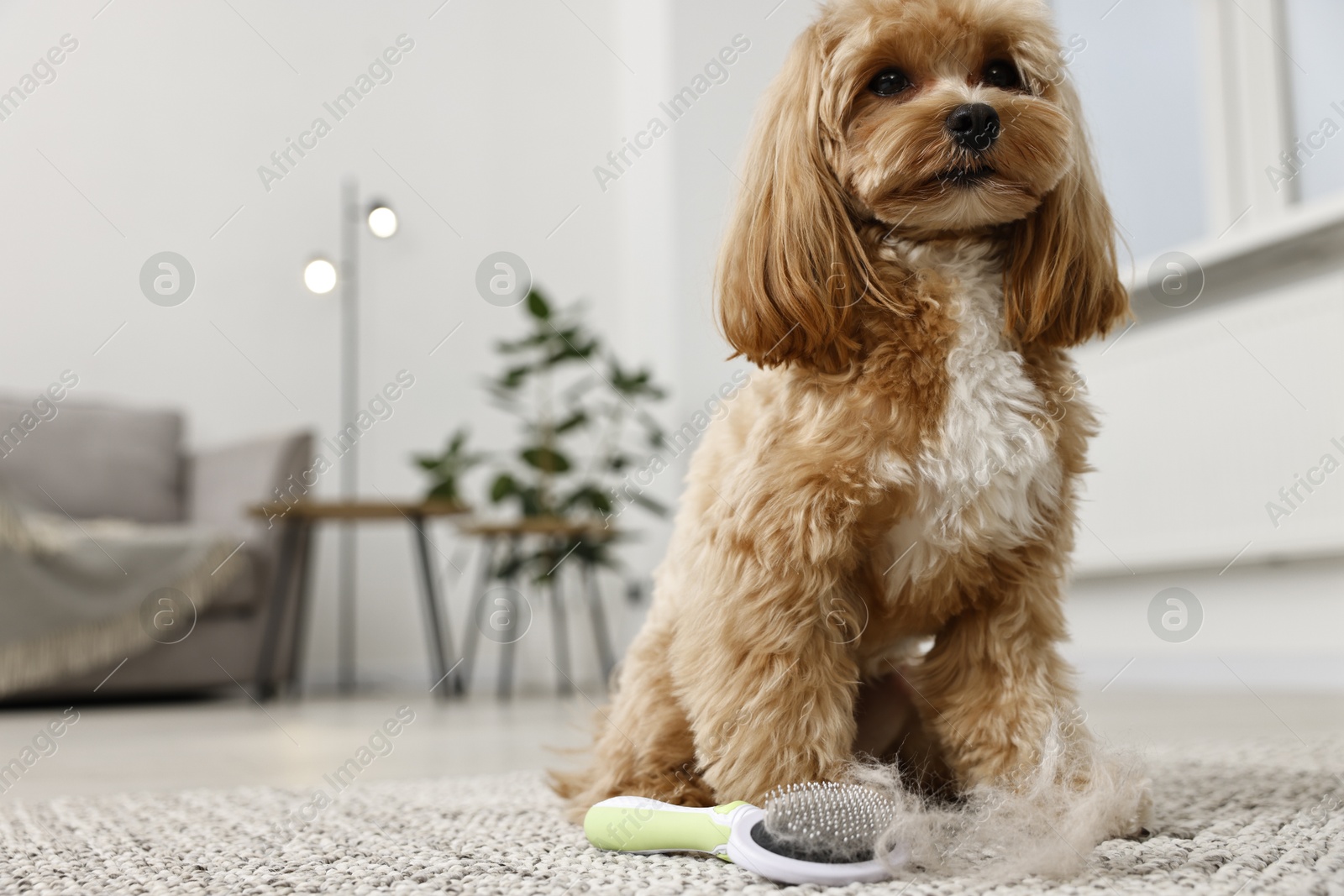 Photo of Cute dog and brush with pet's hair on floor indoors, low angle view. Space for text