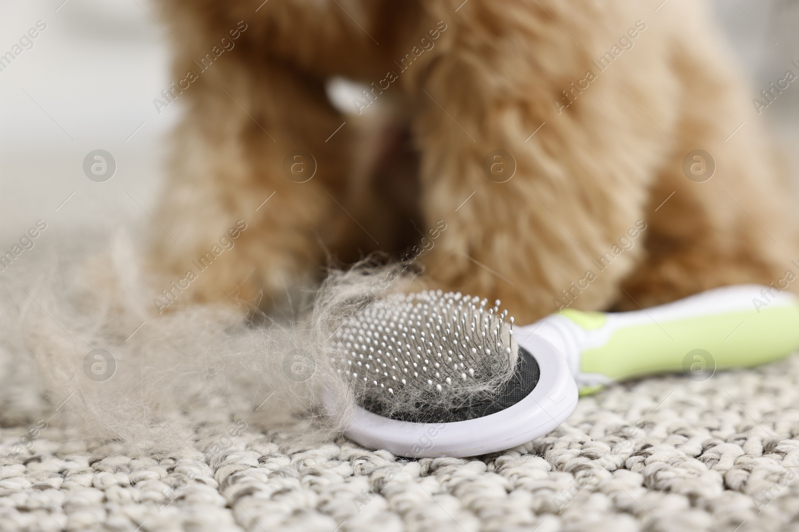 Photo of Brush with pet's hair and dog on floor indoors, closeup