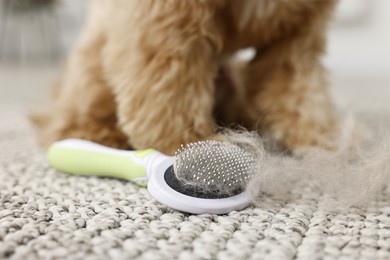 Photo of Brush with pet's hair and dog on floor indoors, closeup