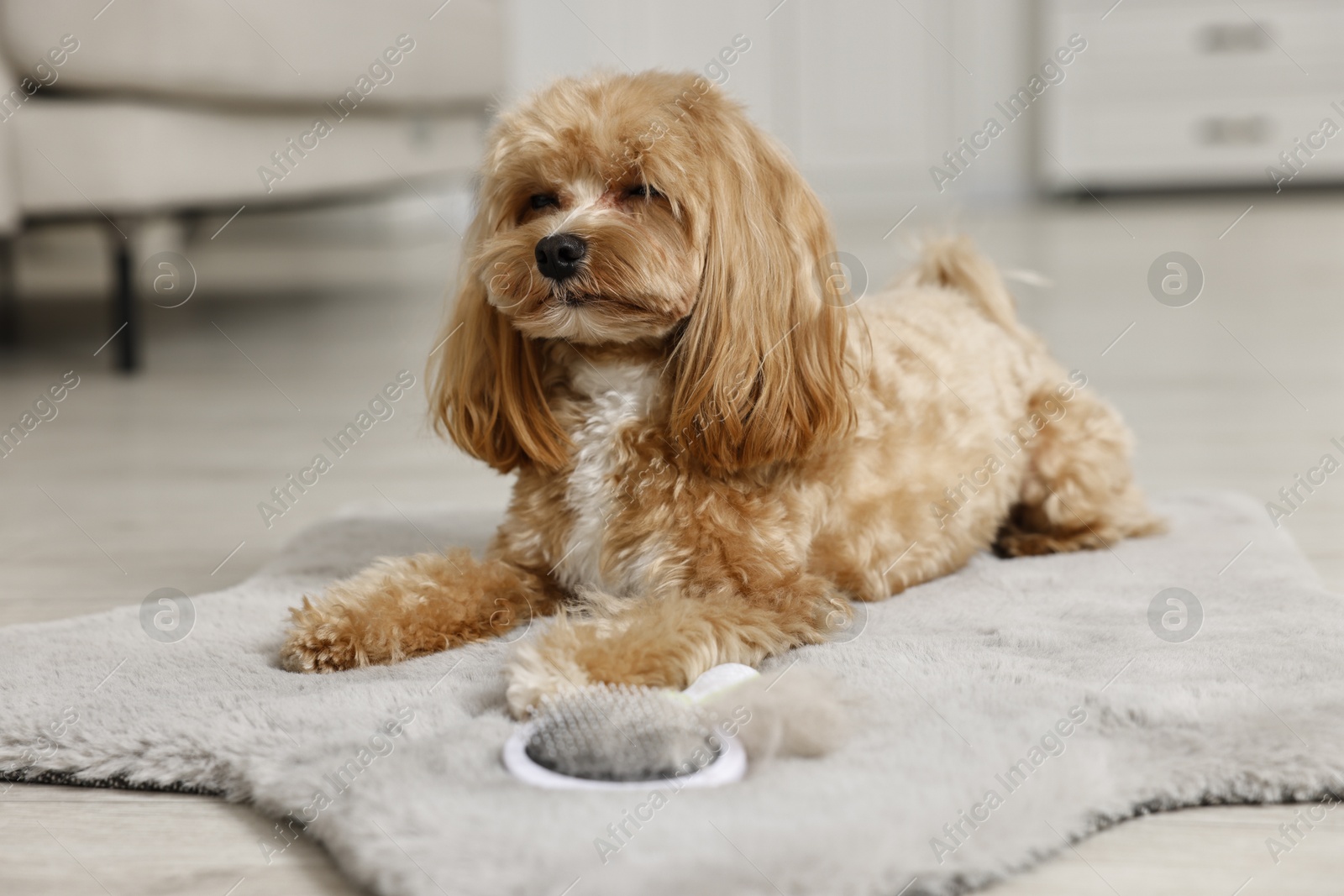 Photo of Cute dog and brush with pet's hair on floor indoors