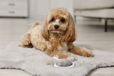 Photo of Cute dog and brush with pet's hair on floor indoors