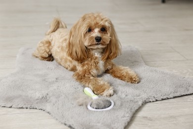 Photo of Cute dog and brush with pet's hair on floor indoors