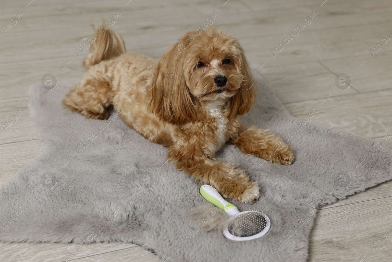 Photo of Cute dog and brush with pet's hair on floor indoors