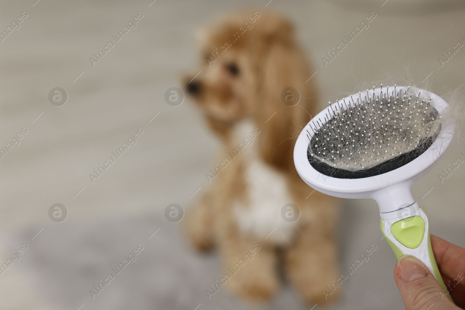 Photo of Woman holding brush with pet's hair and dog indoors, selective focus. Space for text