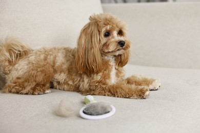 Photo of Cute dog and brush with pet's hair on sofa