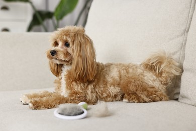 Photo of Cute dog and brush with pet's hair on sofa indoors