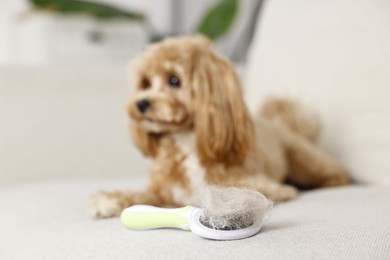 Photo of Brush with pet's hair and dog indoors, selective focus