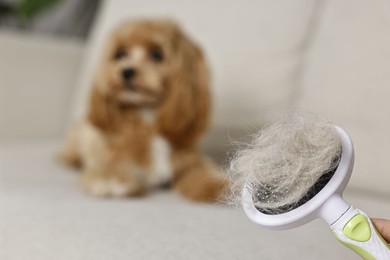 Photo of Brush with pet's hair and dog indoors, selective focus