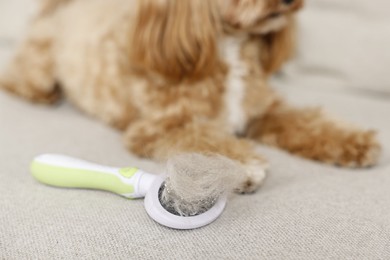 Photo of Brush with pet's hair and dog on cloth, selective focus