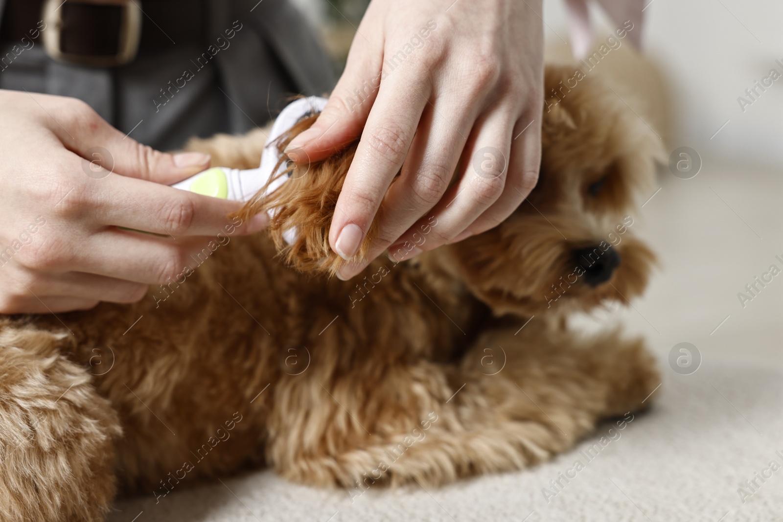 Photo of Woman brushing dog's hair indoors, closeup. Pet grooming