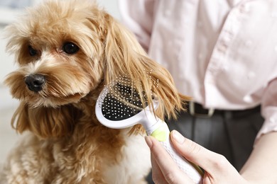 Photo of Woman brushing dog's hair indoors, closeup. Pet grooming