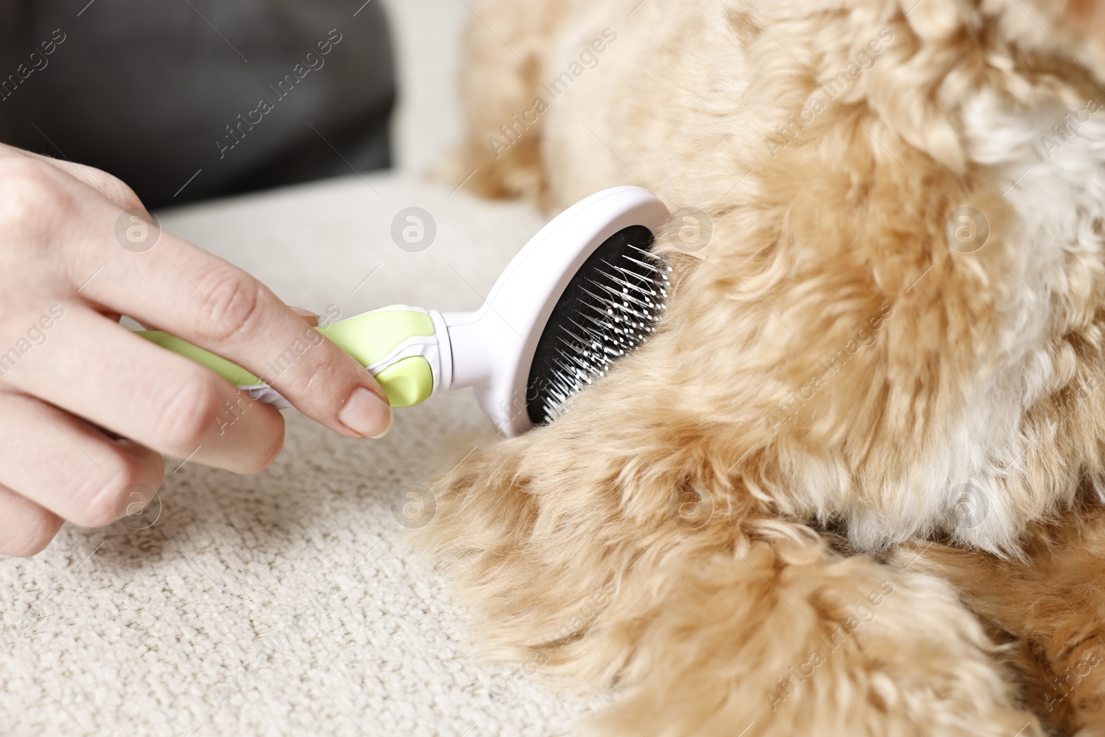 Photo of Woman brushing dog's hair indoors, closeup. Pet grooming