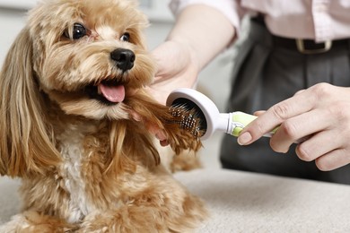 Photo of Woman brushing dog's hair indoors, closeup. Pet grooming