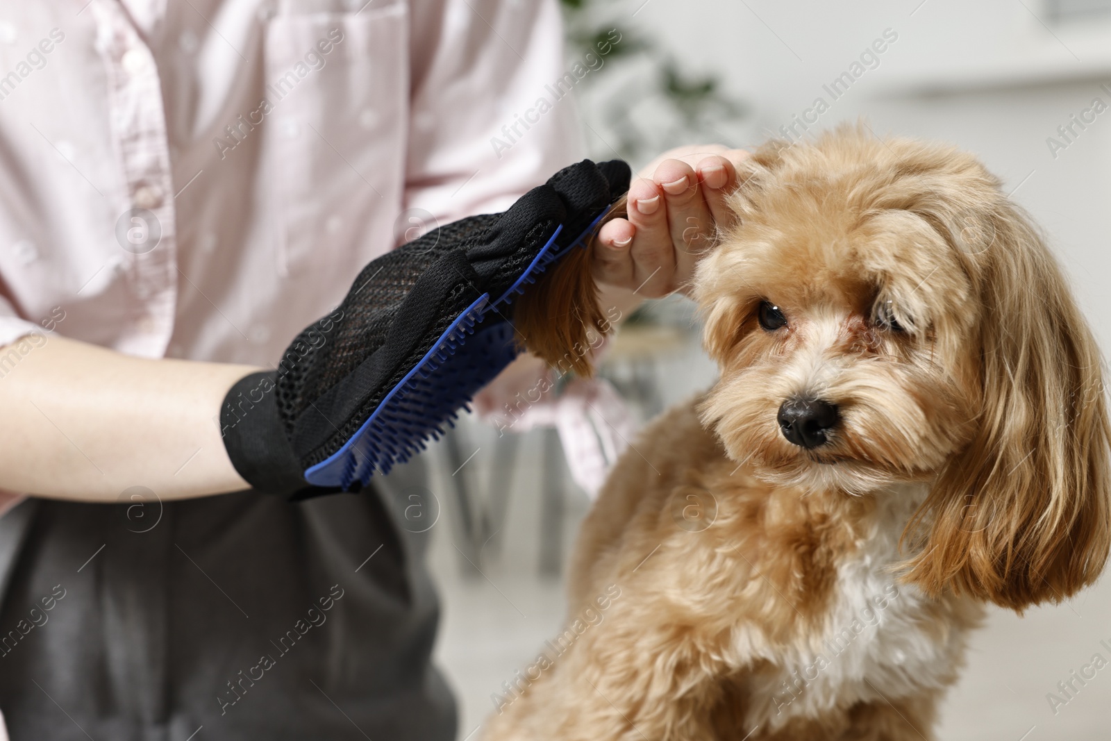 Photo of Woman brushing dog's hair with glove indoors, closeup. Pet grooming