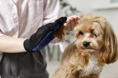 Photo of Woman brushing dog's hair with glove indoors, closeup. Pet grooming