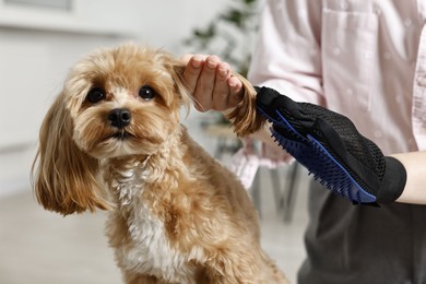 Photo of Woman brushing dog's hair with glove indoors, closeup. Pet grooming