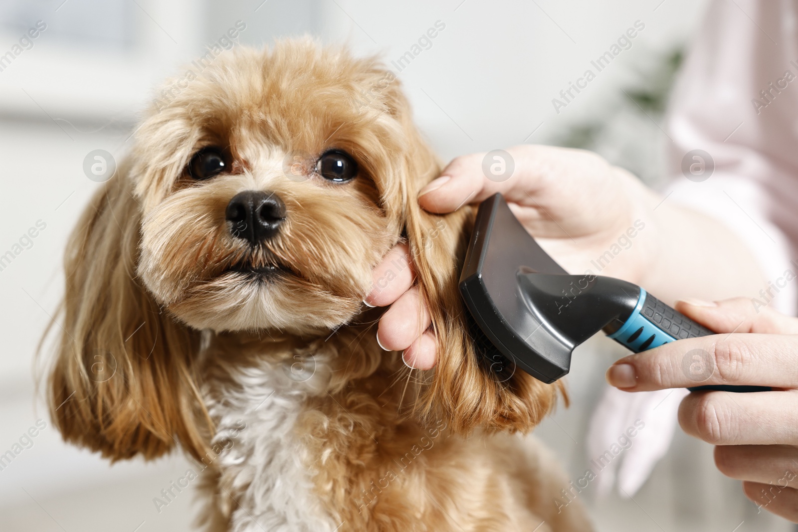 Photo of Woman brushing dog's hair against blurred background, closeup. Pet grooming