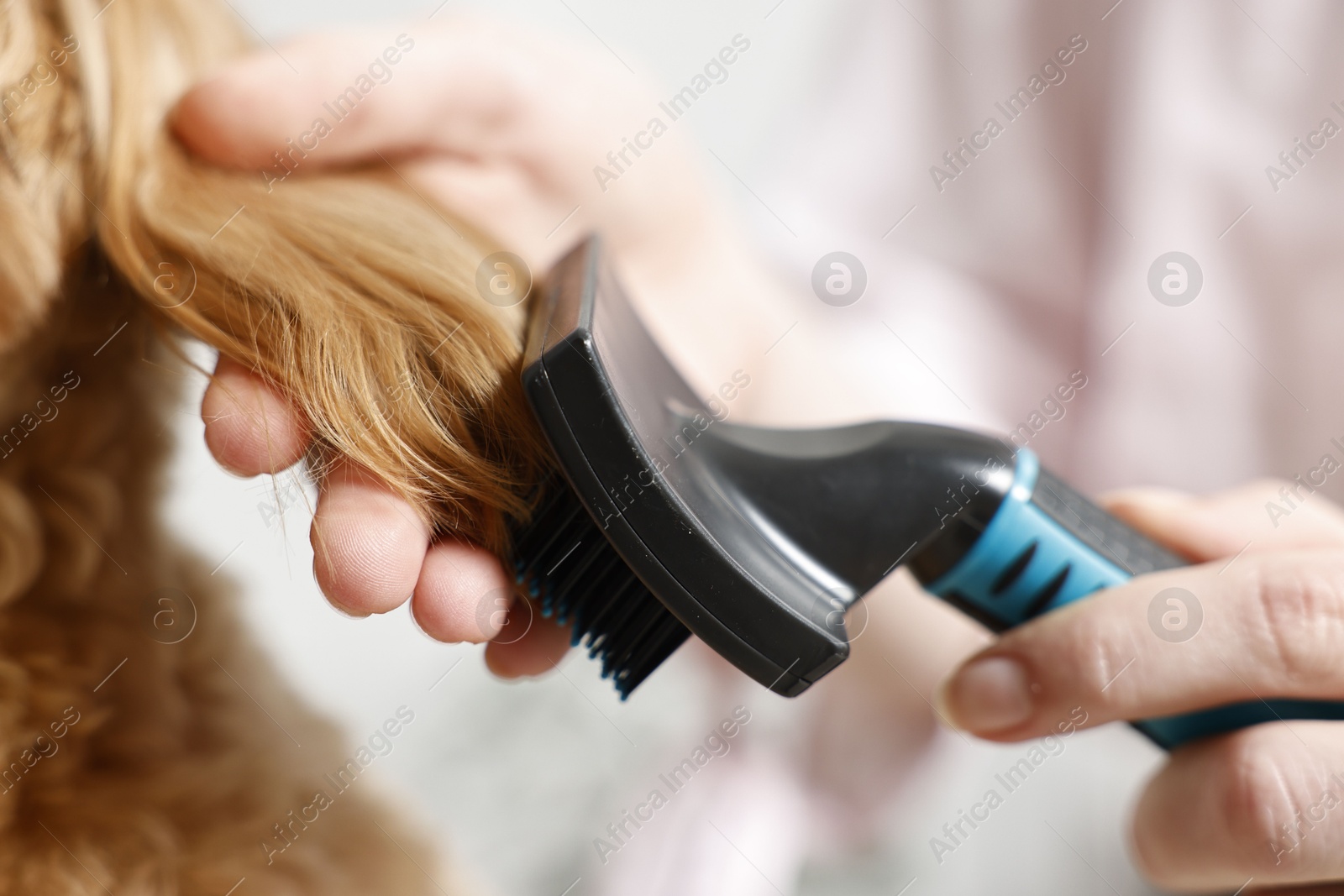 Photo of Woman brushing dog's hair against blurred background, closeup. Pet grooming