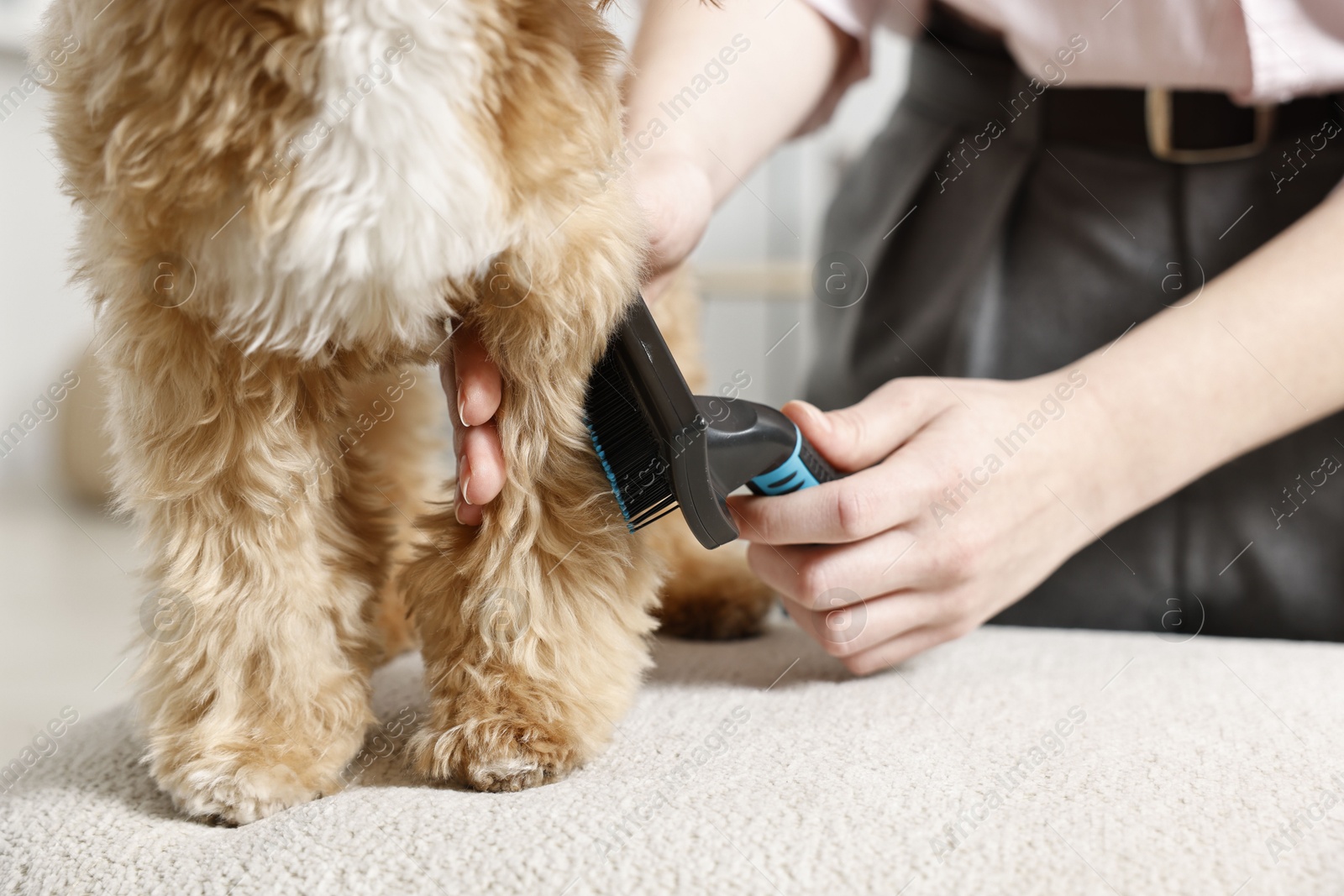 Photo of Woman brushing dog's hair at pouf indoors, closeup. Pet grooming