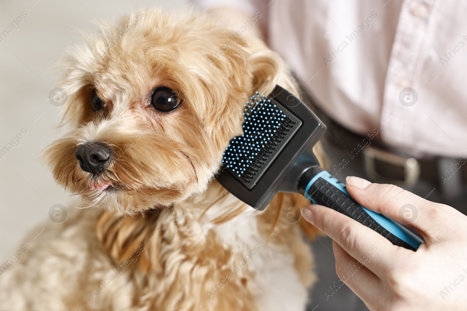 Photo of Woman brushing dog's hair against blurred background, closeup. Pet grooming