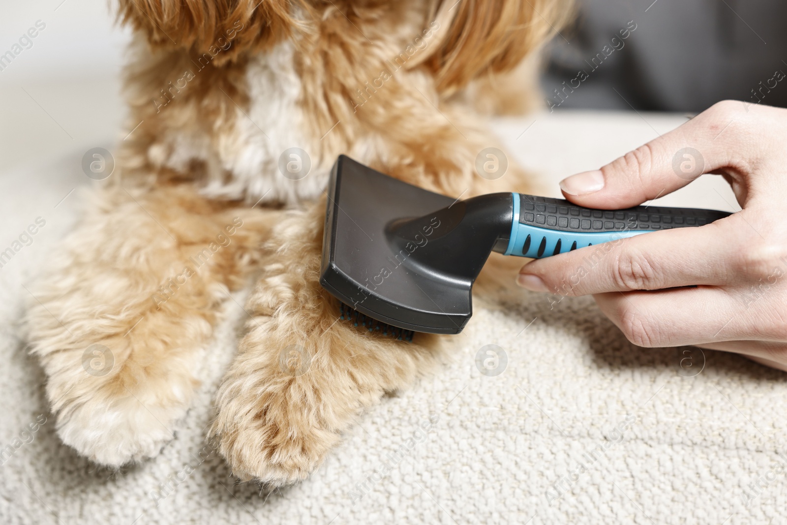 Photo of Woman brushing dog's hair at pouf indoors, closeup. Pet grooming