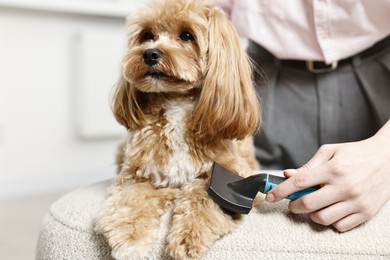 Photo of Woman brushing dog's hair at pouf indoors, closeup. Pet grooming