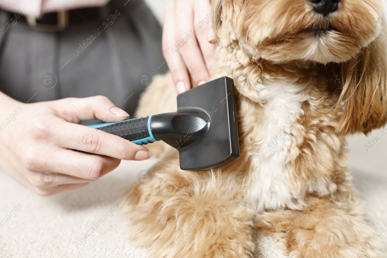 Photo of Woman brushing dog's hair indoors, closeup. Pet grooming