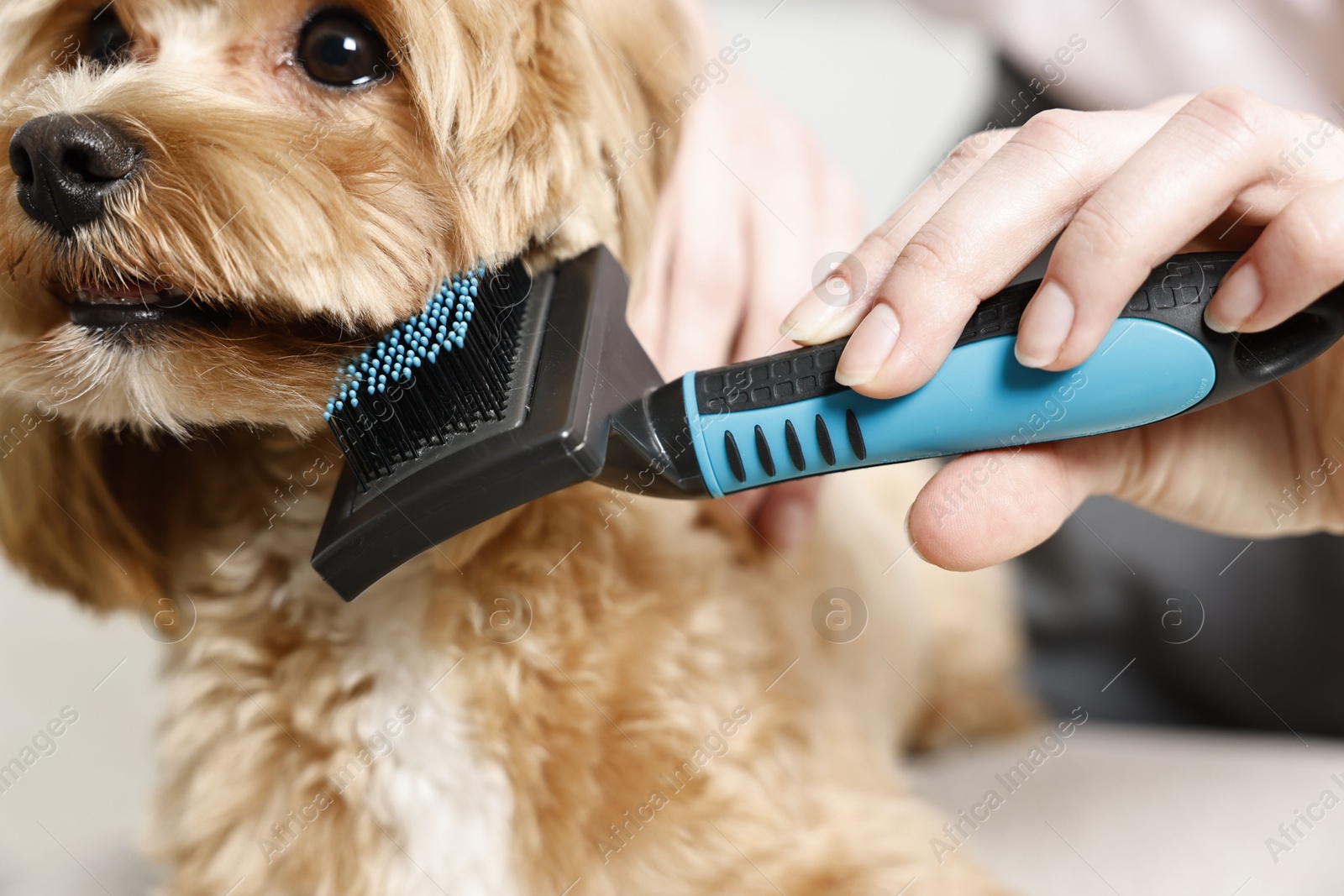 Photo of Woman brushing dog's hair indoors, closeup. Pet grooming