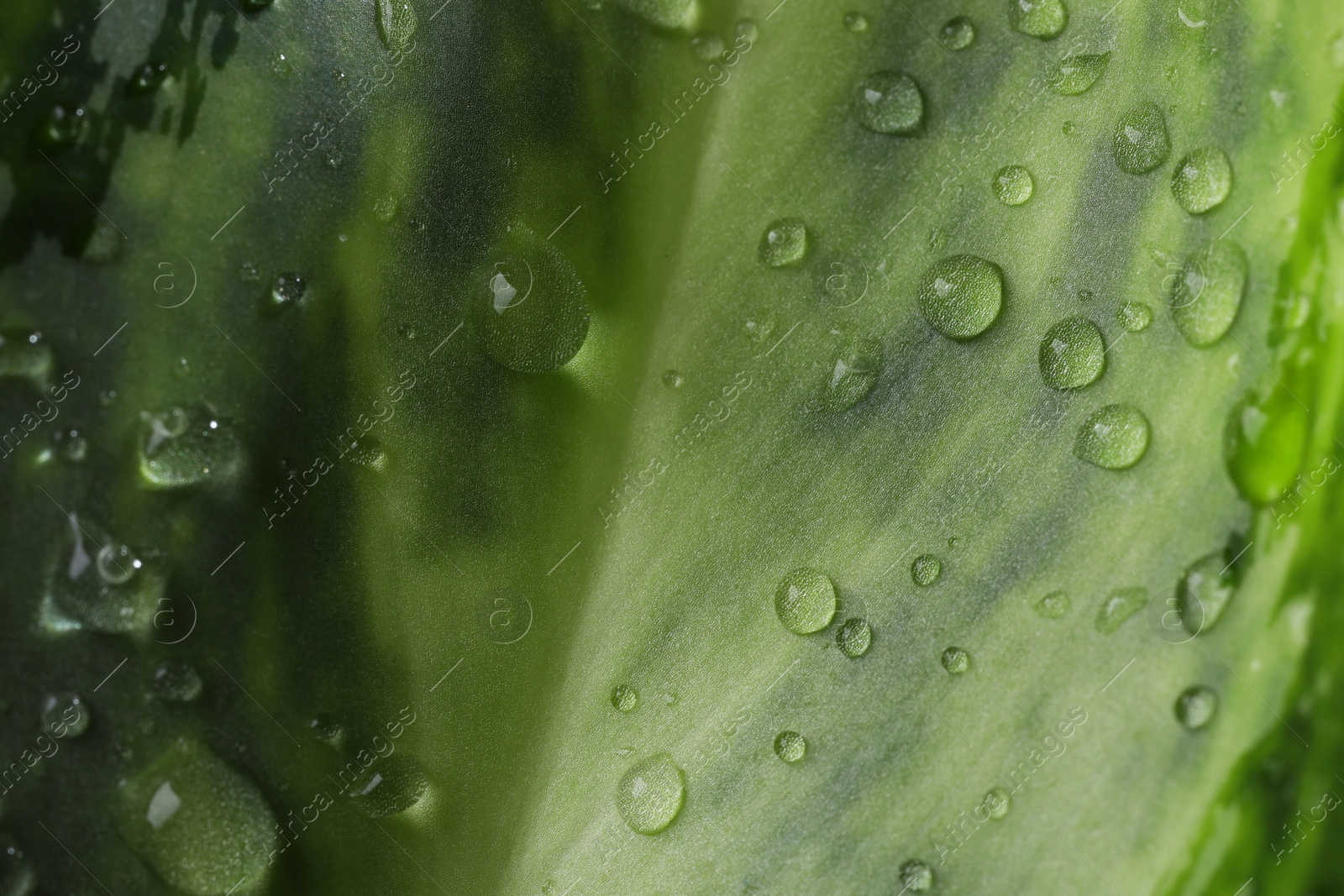 Photo of Plant with water drops on leaf, macro view