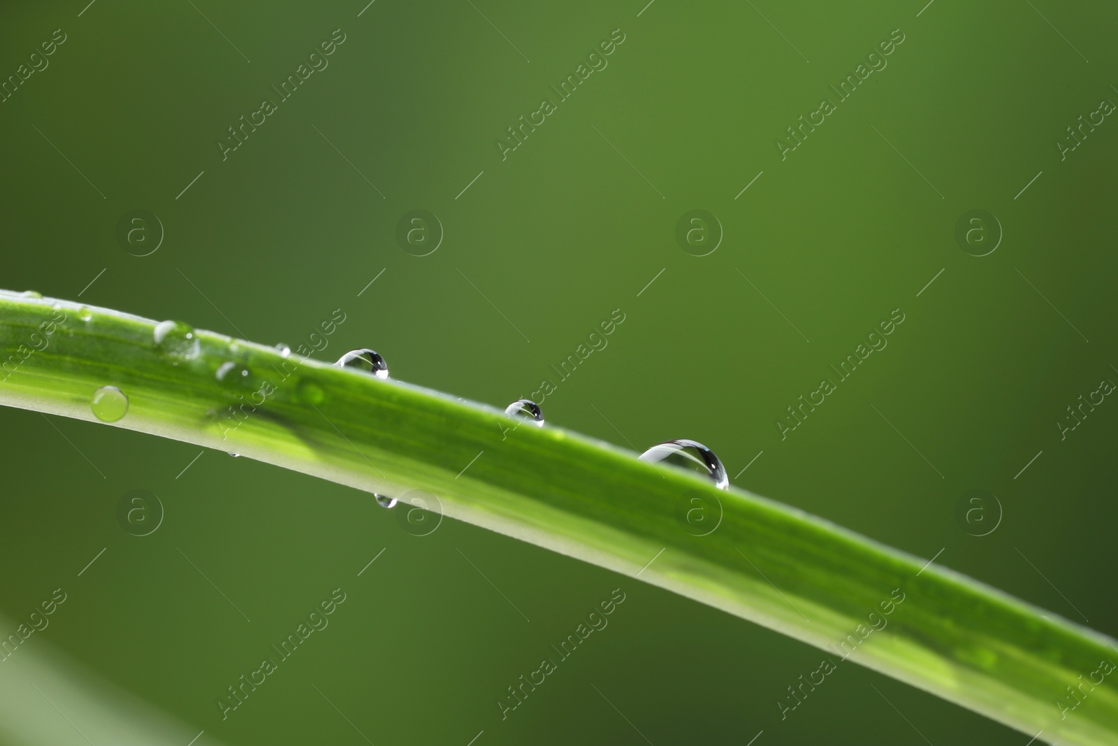 Photo of Plant with water drops on leaf against blurred background, macro view