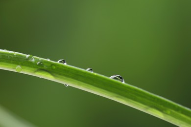 Photo of Plant with water drops on leaf against blurred background, macro view