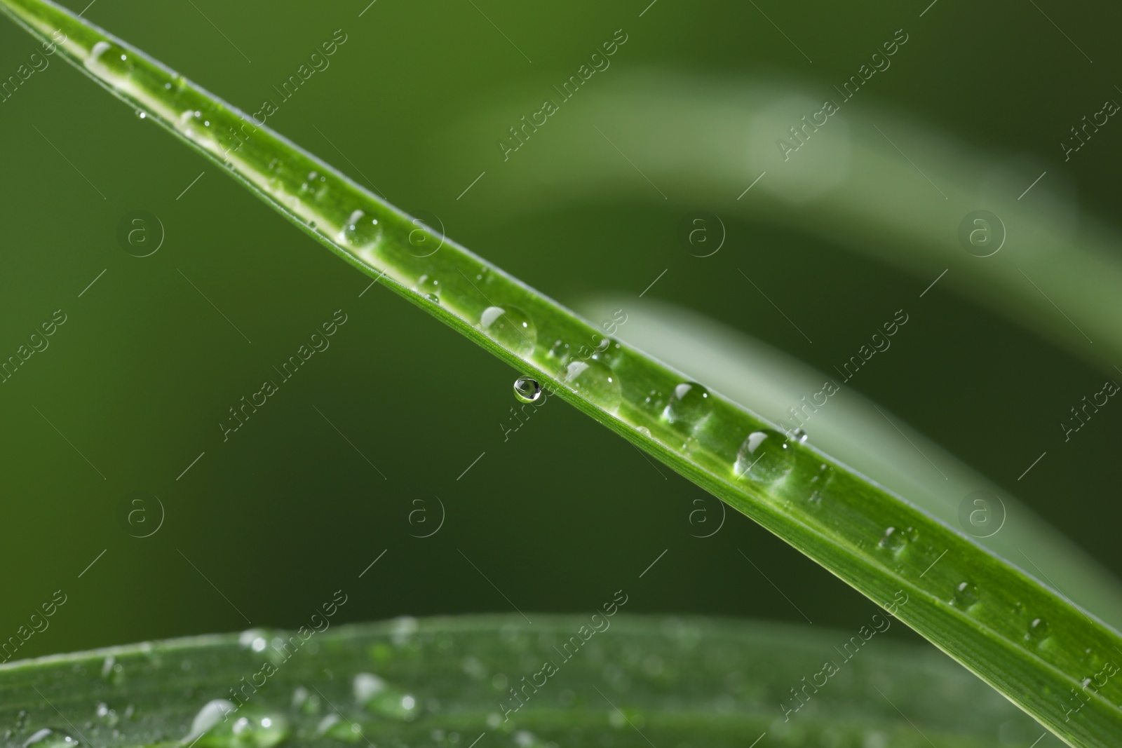 Photo of Plant with water drops on leaf against blurred background, macro view