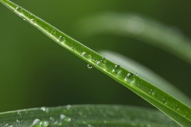 Photo of Plant with water drops on leaf against blurred background, macro view