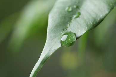 Photo of Plant with water drops on leaf against blurred background, macro view