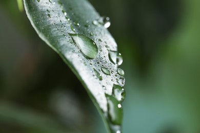 Photo of Plant with water drops on leaf against blurred background, macro view