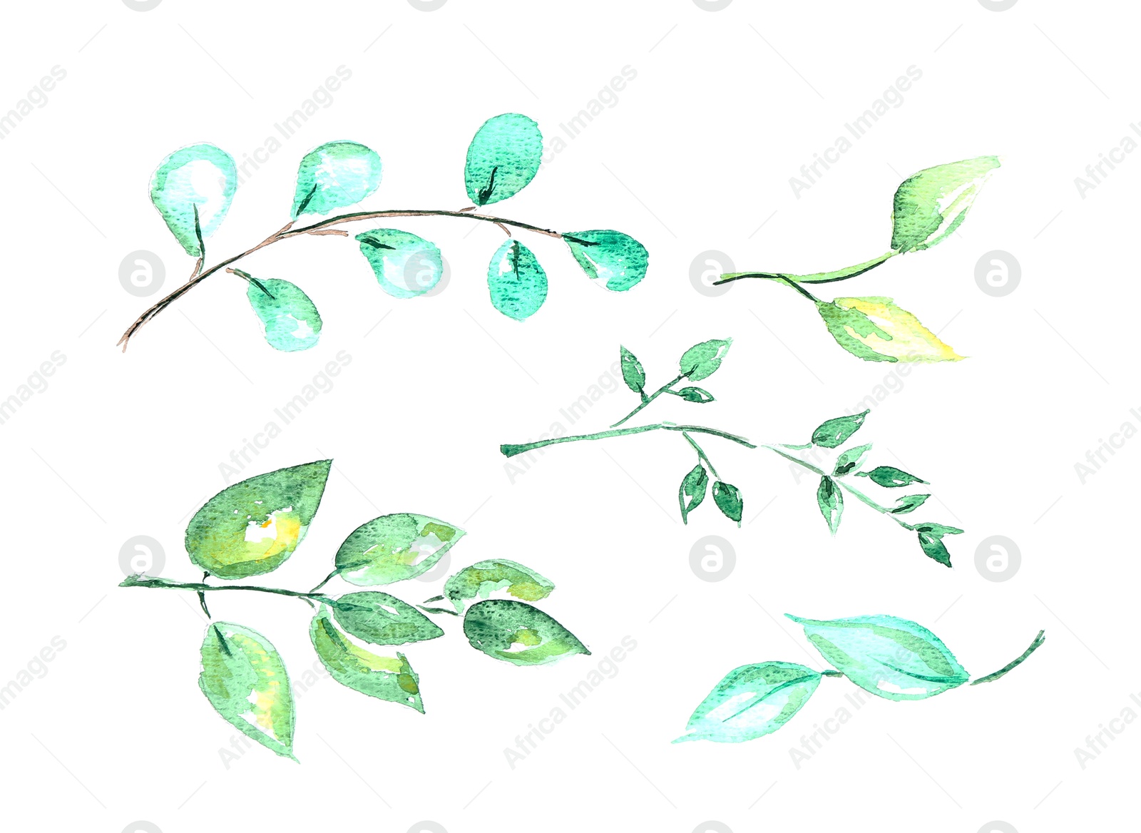 Photo of Watercolor painting of different branches with green leaves isolated on white, top view